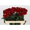 Dahlia Red Fox