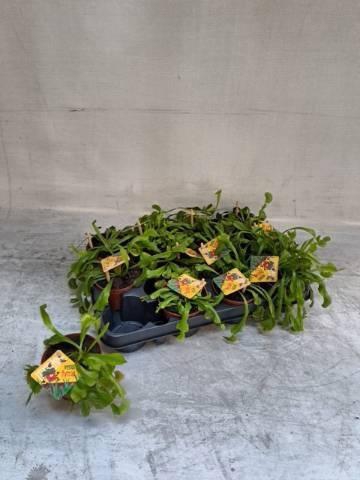 <h4>DIONAEA MUSCIPULA</h4>