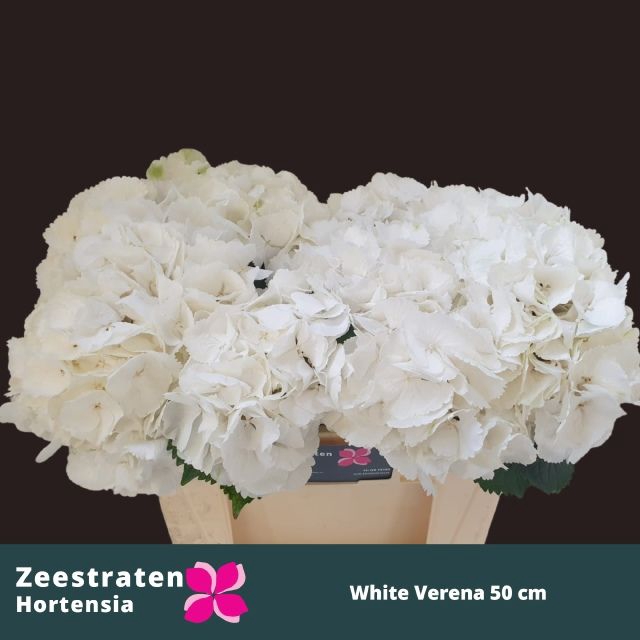 <h4>HYDR M CH WHI VERENA</h4>