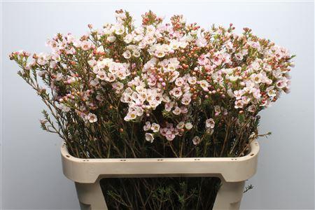 <h4>Chamelauc Moonlight Delight</h4>
