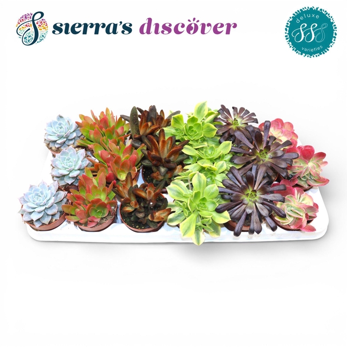 <h4>Discover® - Sevilla Succulents Mix (Deluxe)</h4>