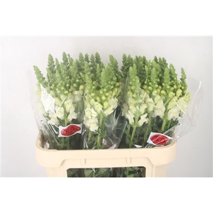 Antirrhinum Nl. White Ivory Potomac