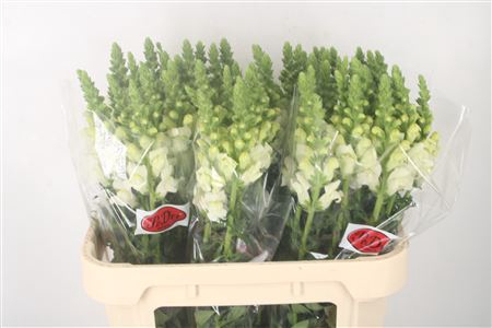 <h4>Antirrhinum Nl. White Ivory Potomac</h4>