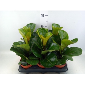 Ficus lyrata 'Bambino'