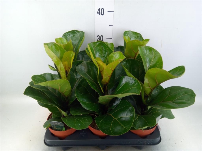 <h4>Ficus lyrata 'Bambino'</h4>