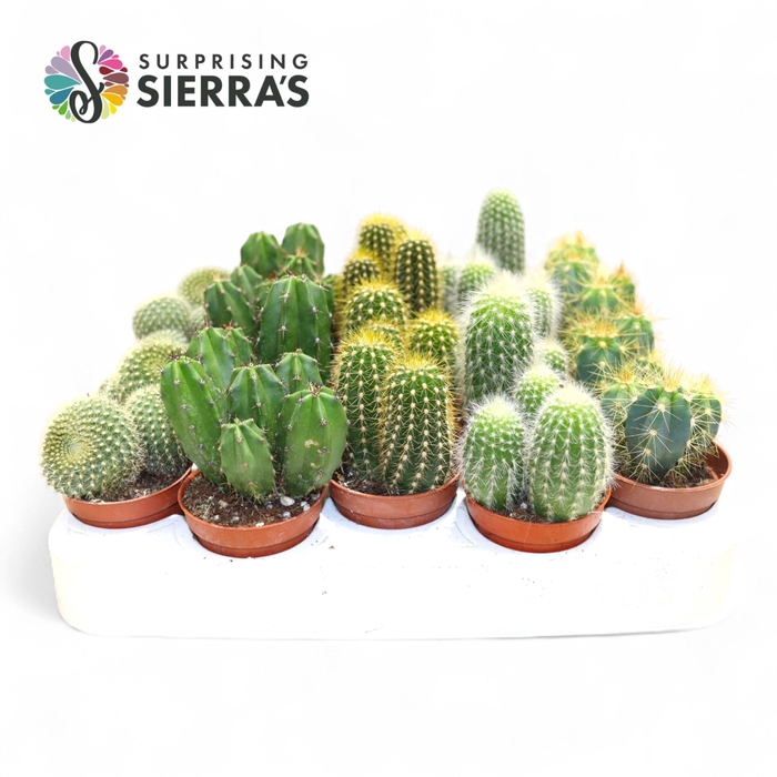<h4>CACTUS GEM</h4>