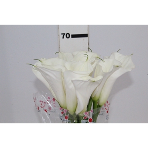 COPO DE LEITE BRANCO 070 CM