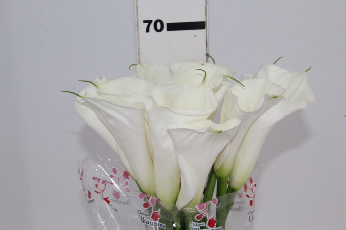 COPO DE LEITE BRANCO 070 CM