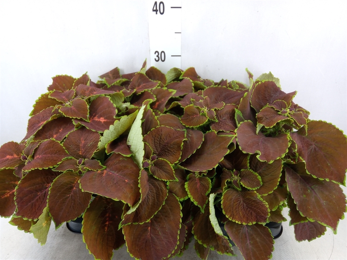 <h4>Plectranthus col. 'MSt Gardner Str'</h4>