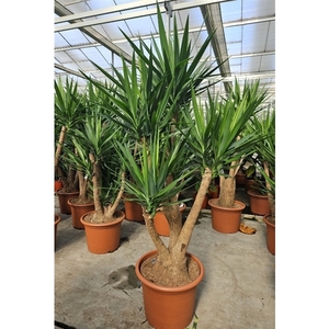 Yucca elephantipes