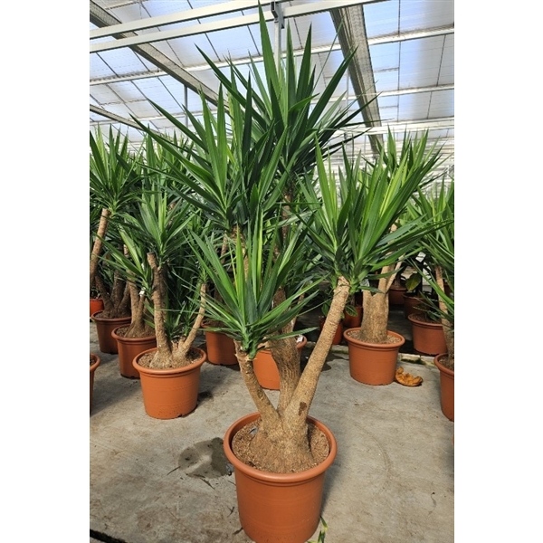 <h4>Yucca elephantipes</h4>