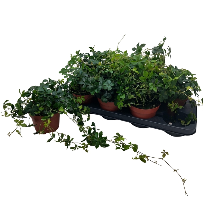 <h4>PARTHENOC SUGAR VINE</h4>