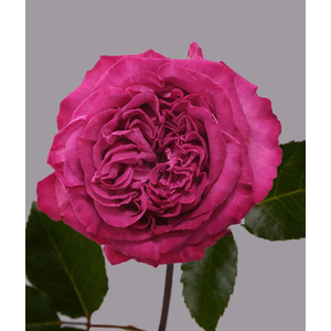 R GR PURPLE CROWN Tessa