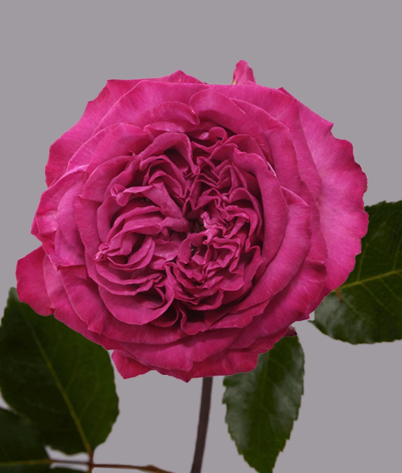 <h4>R GR PURPLE CROWN Tessa</h4>