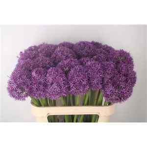 Allium Globemaster X30