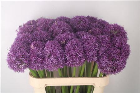 <h4>Allium Globemaster X30</h4>