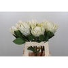 Protea Cyn. Ayoba Arctic Ice