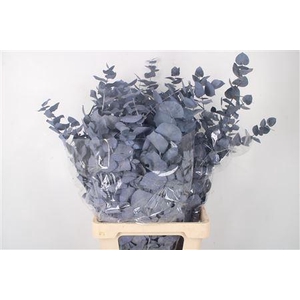 Stabi Stuartiana Milka Per Bunch