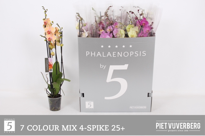 <h4>PHAL GEM 7 KL</h4>