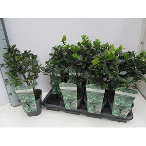 ILEX OV