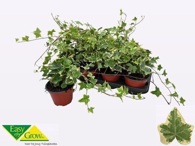 <h4>HED HE GOLDCHILD</h4>