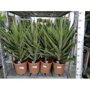 Yucca elephantipes 'Jewel'