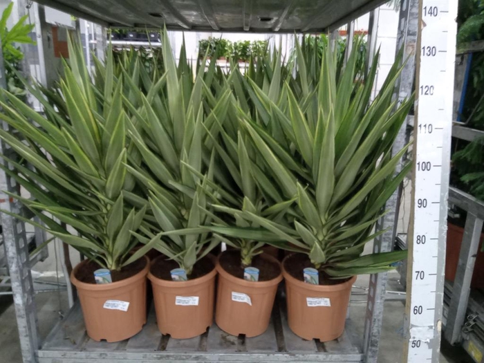 <h4>Yucca elephantipes 'Jewel'</h4>