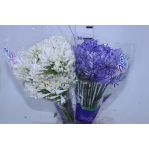 AGAPANTHUS VARIADO