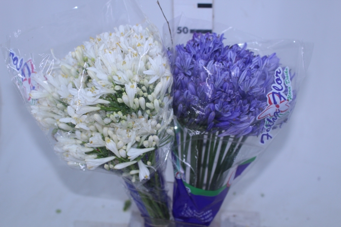 AGAPANTHUS VARIADO