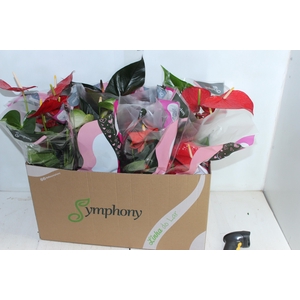 ANTHURIUM VARIADO P15