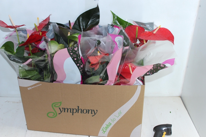 <h4>ANTHURIUM VARIADO P15</h4>