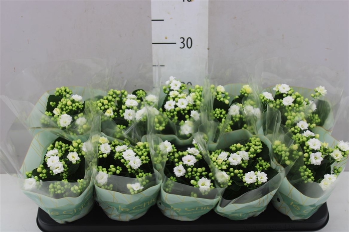 <h4>Kalanchoe Rosalina Wit Le Chic</h4>