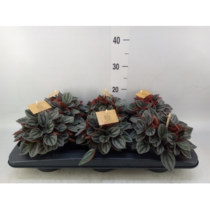 Peperomia caperata 'Santorini'