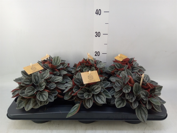 <h4>Peperomia caperata 'Santorini'</h4>