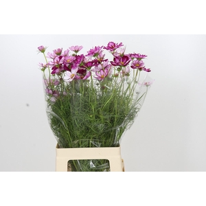 Cosmos Pink picote