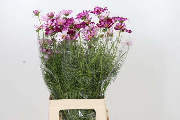 <h4>Cosmos Pink picote</h4>
