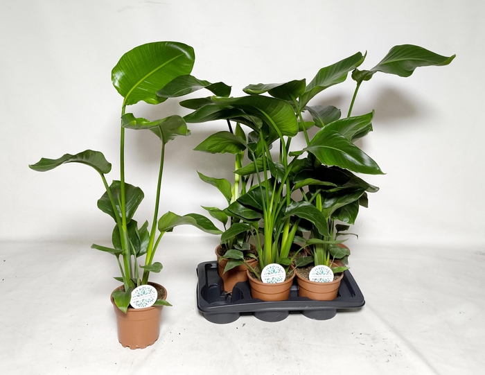 <h4>STRELITZIA NICOLAI</h4>