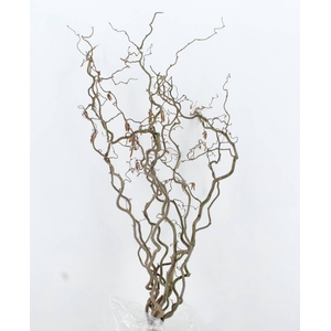 CORYLUS AV CONTORTA 2 JARIG