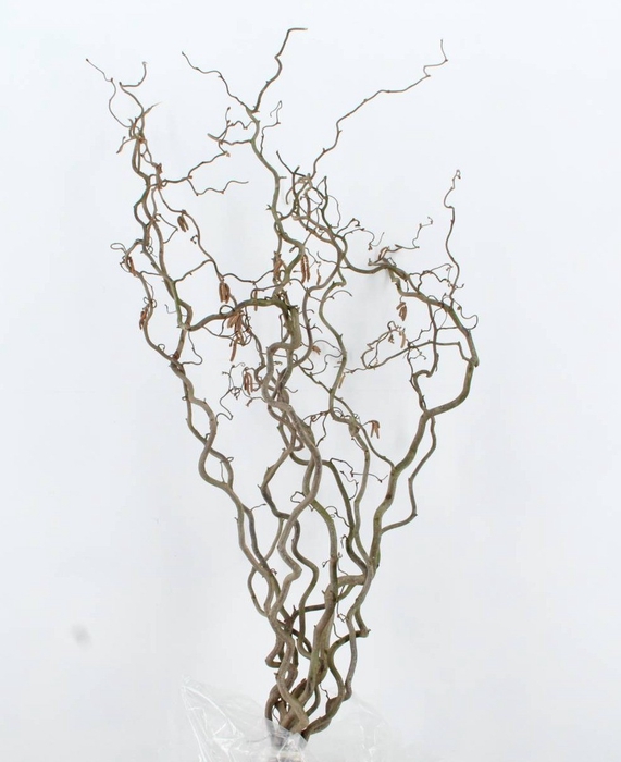 <h4>CORYL AV CONTORTA 2 JARIG</h4>