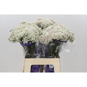 Ozothamnus Cooks Snow White