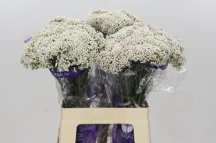 Ozothamnus Cooks Snow White