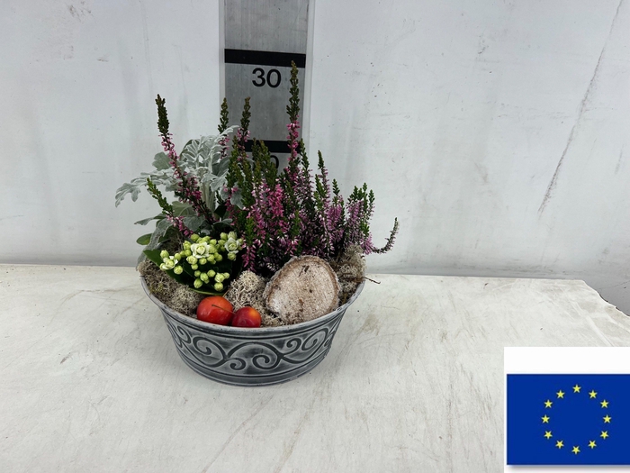 <h4>ARR TUINPLANTEN</h4>