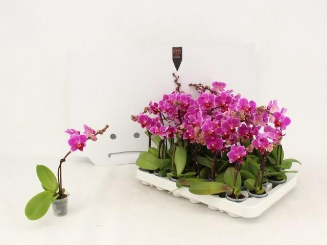 Phalaenopsis Mini 5Ø 15cm 1st 7fl