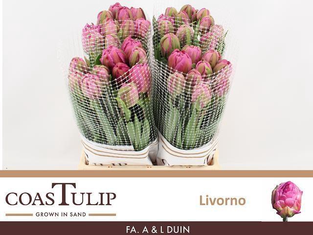 <h4>TU DU LIVORNO</h4>