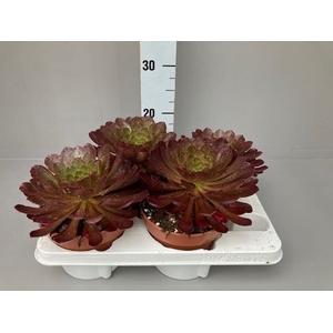 Sempervivum   ...mix
