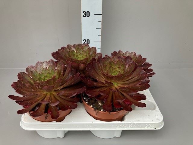 <h4>Sempervivum   ...mix</h4>