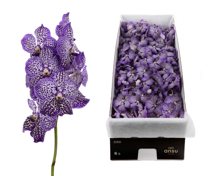 <h4>Vanda Royal Purple</h4>