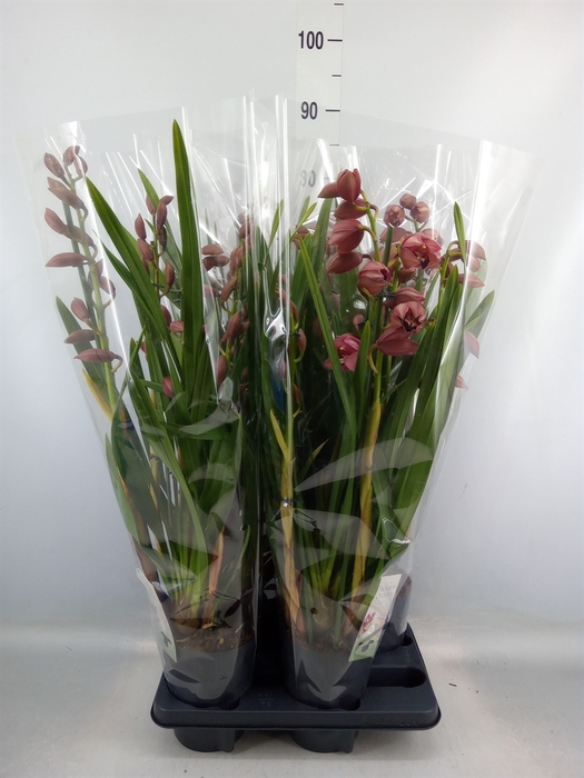 <h4>Cymbidium   ...</h4>