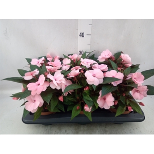 Impatiens NG 'Tamarinda Light Pink'