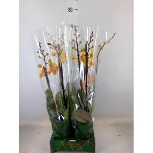 Phalaenopsis   ...yellow